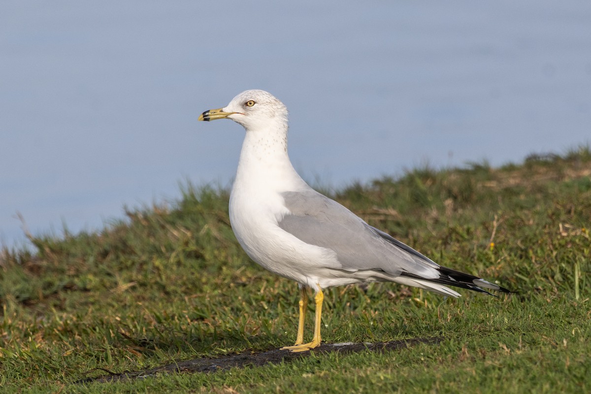 Delawareko kaioa - ML647381319