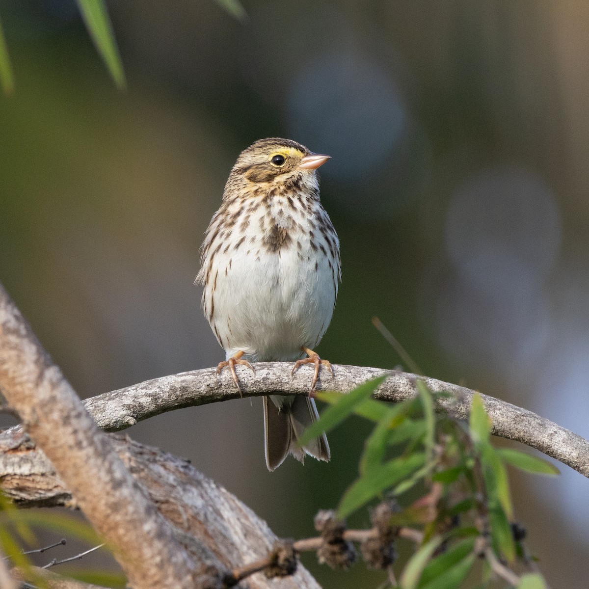 Savannah Sparrow - ML647381325
