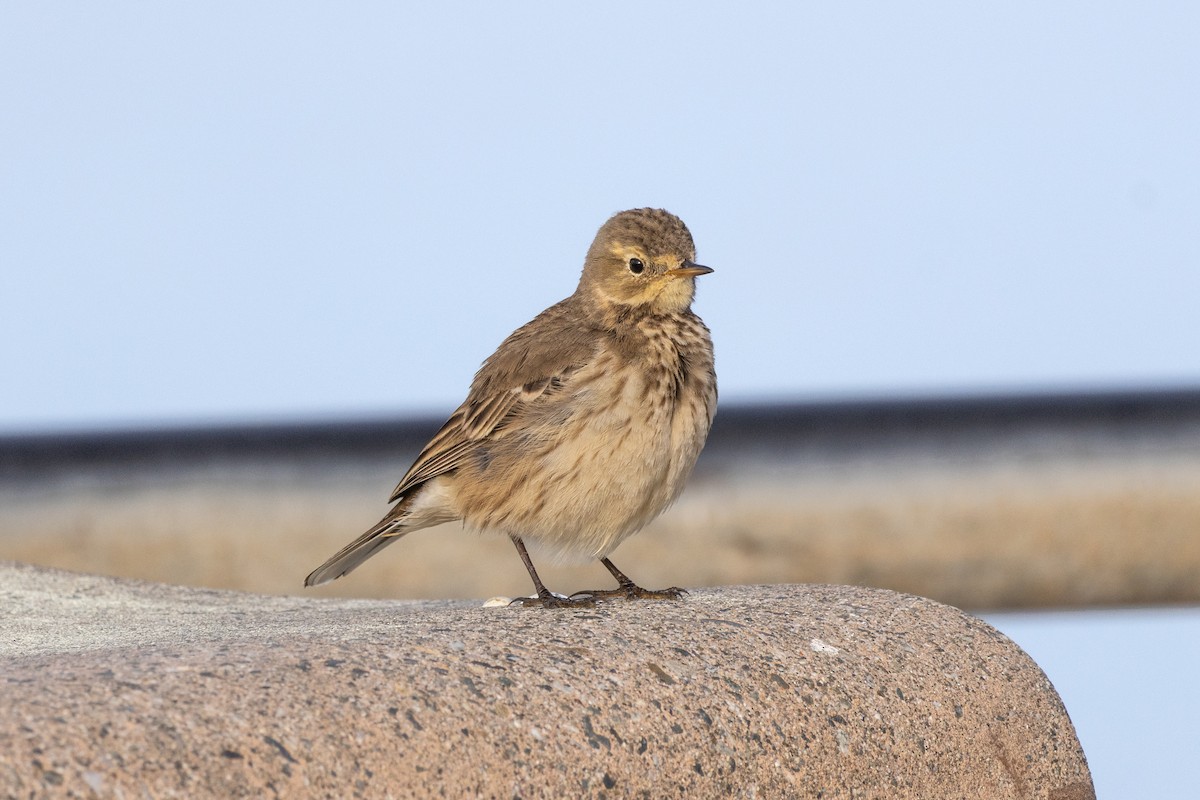 Txirta amerikarra - ML647381334