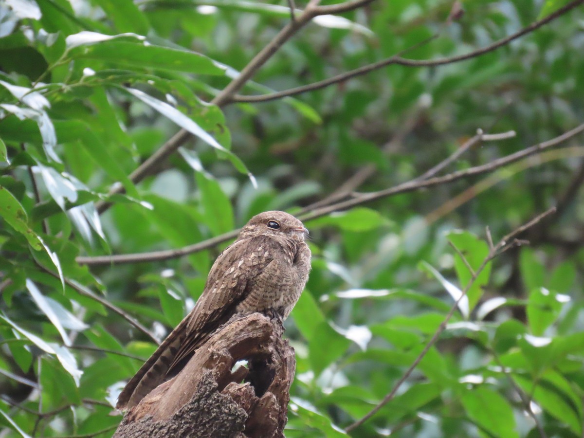 Ladder-tailed Nightjar - ML647381337