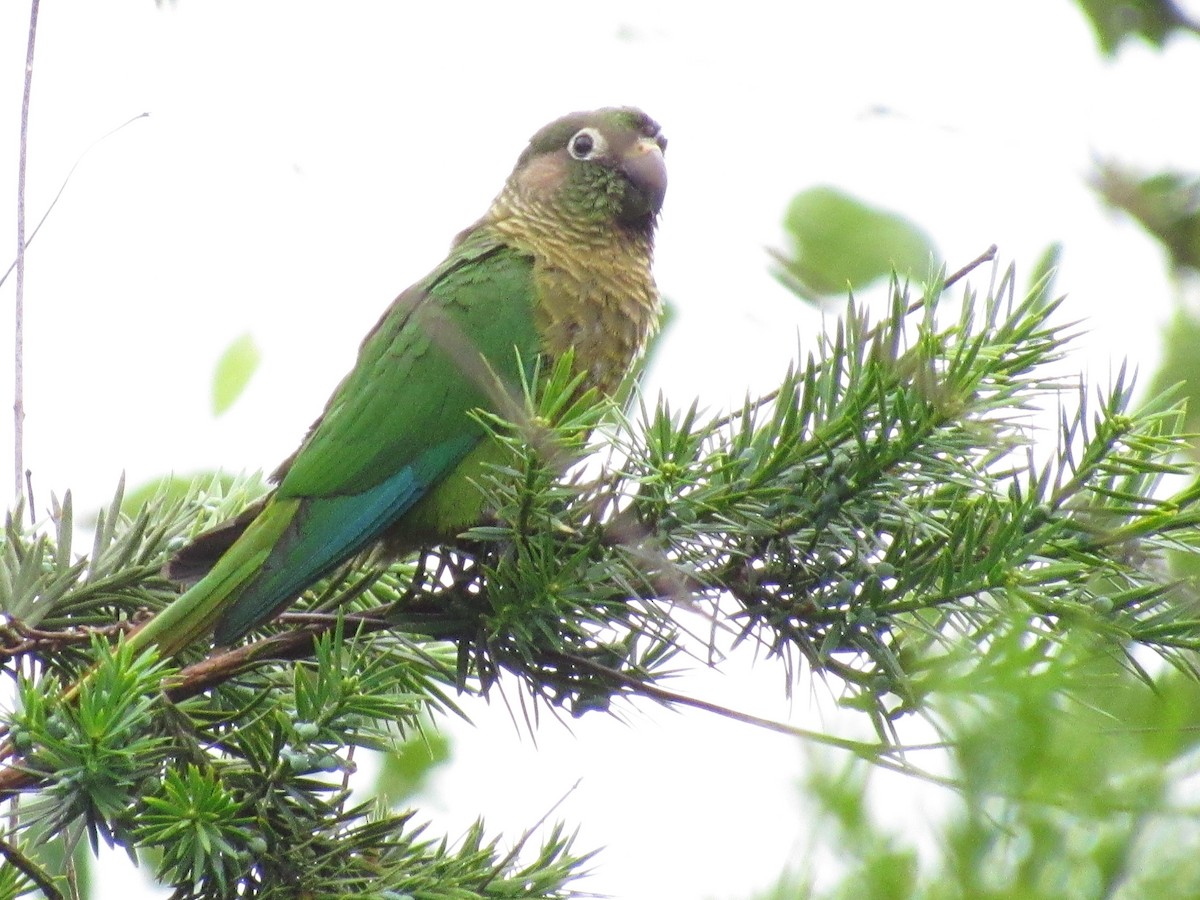 Maroon-bellied Parakeet - ML647381340