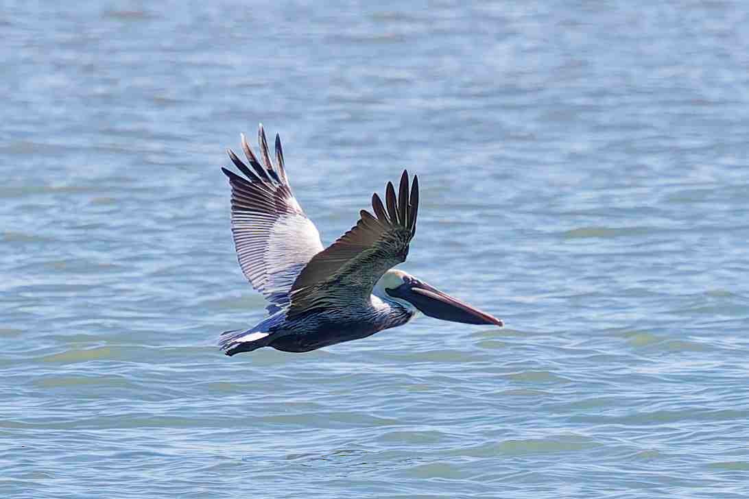 Brown Pelican - ML647381347