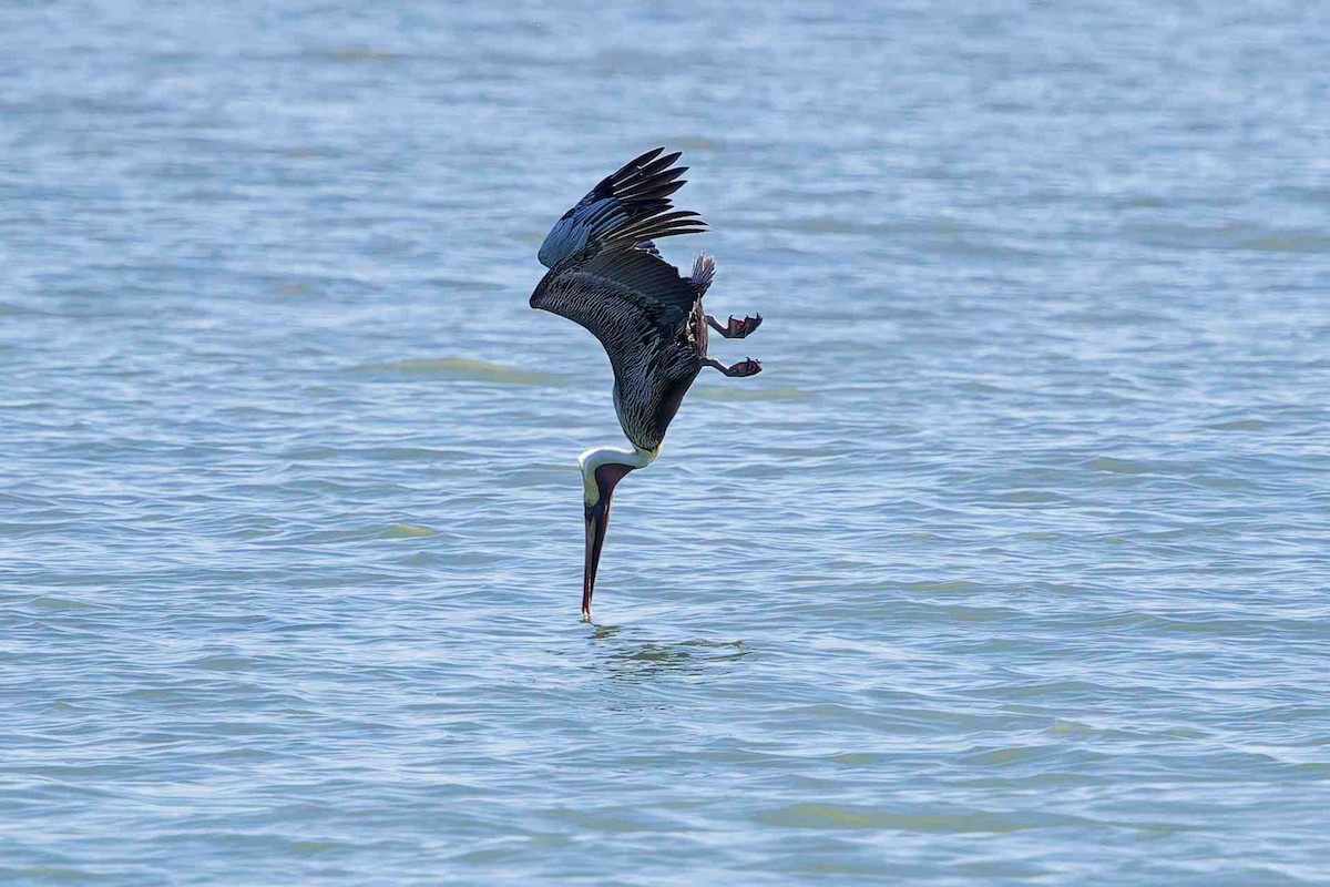 Brown Pelican - ML647381348