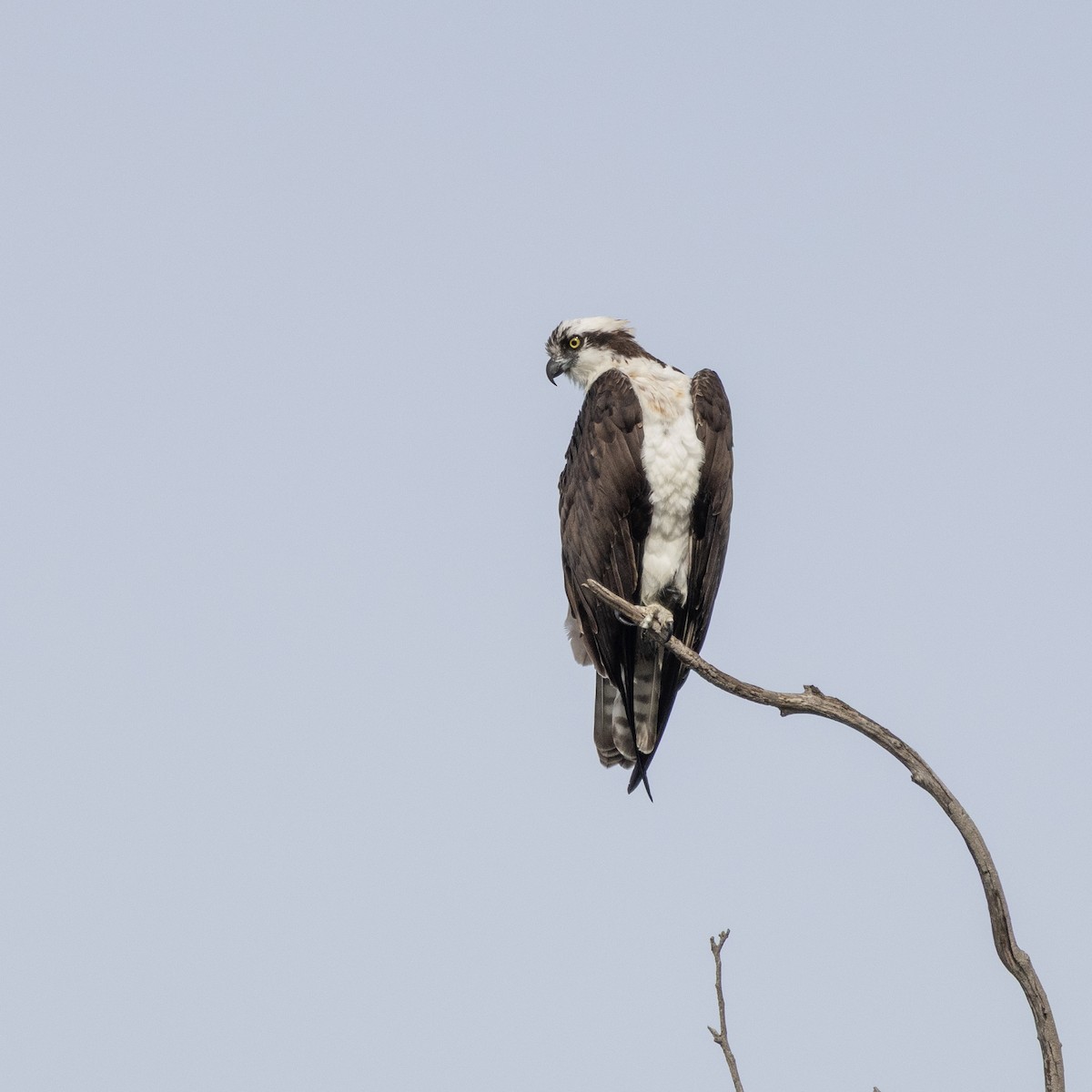 Arrano arrantzalea - ML647381349