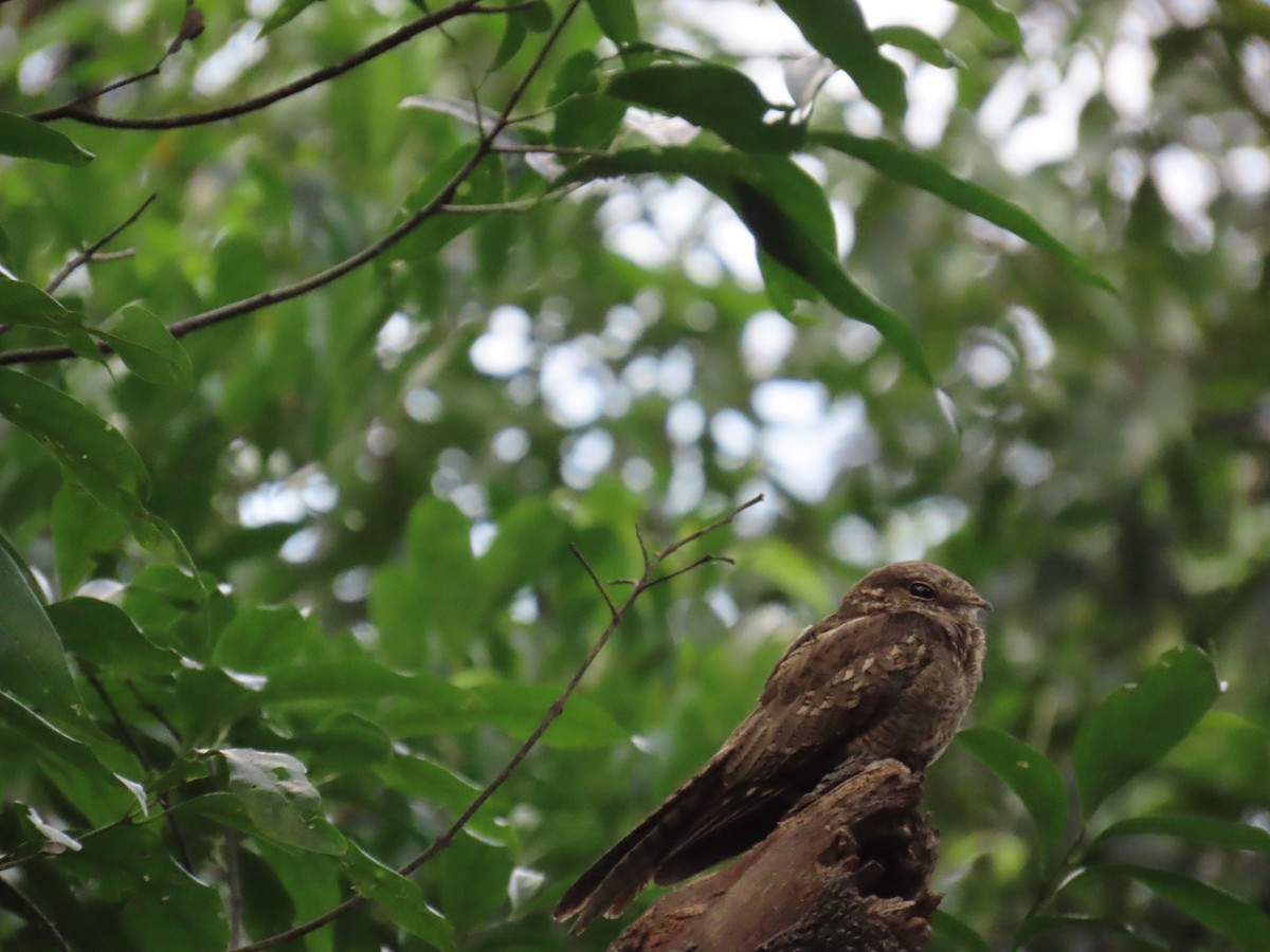 Ladder-tailed Nightjar - ML647381361