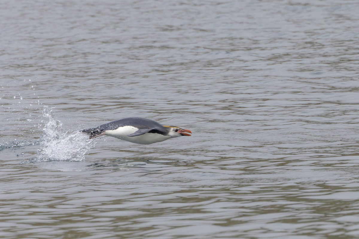 Royal Penguin - ML647381368