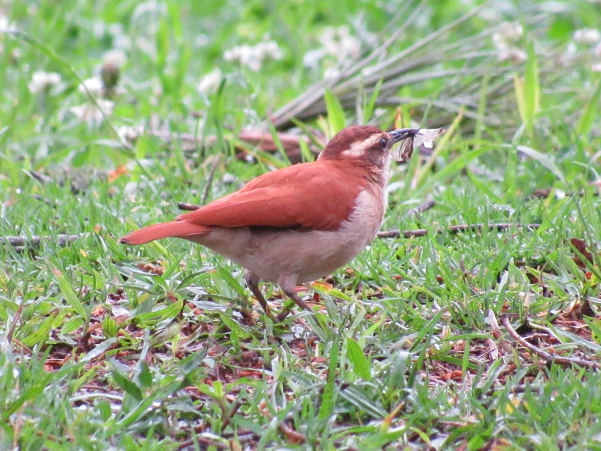 Wing-banded Hornero - ML647381369