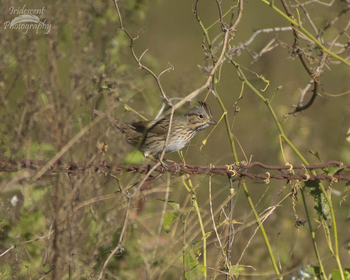 Lincoln's Sparrow - ML647381375