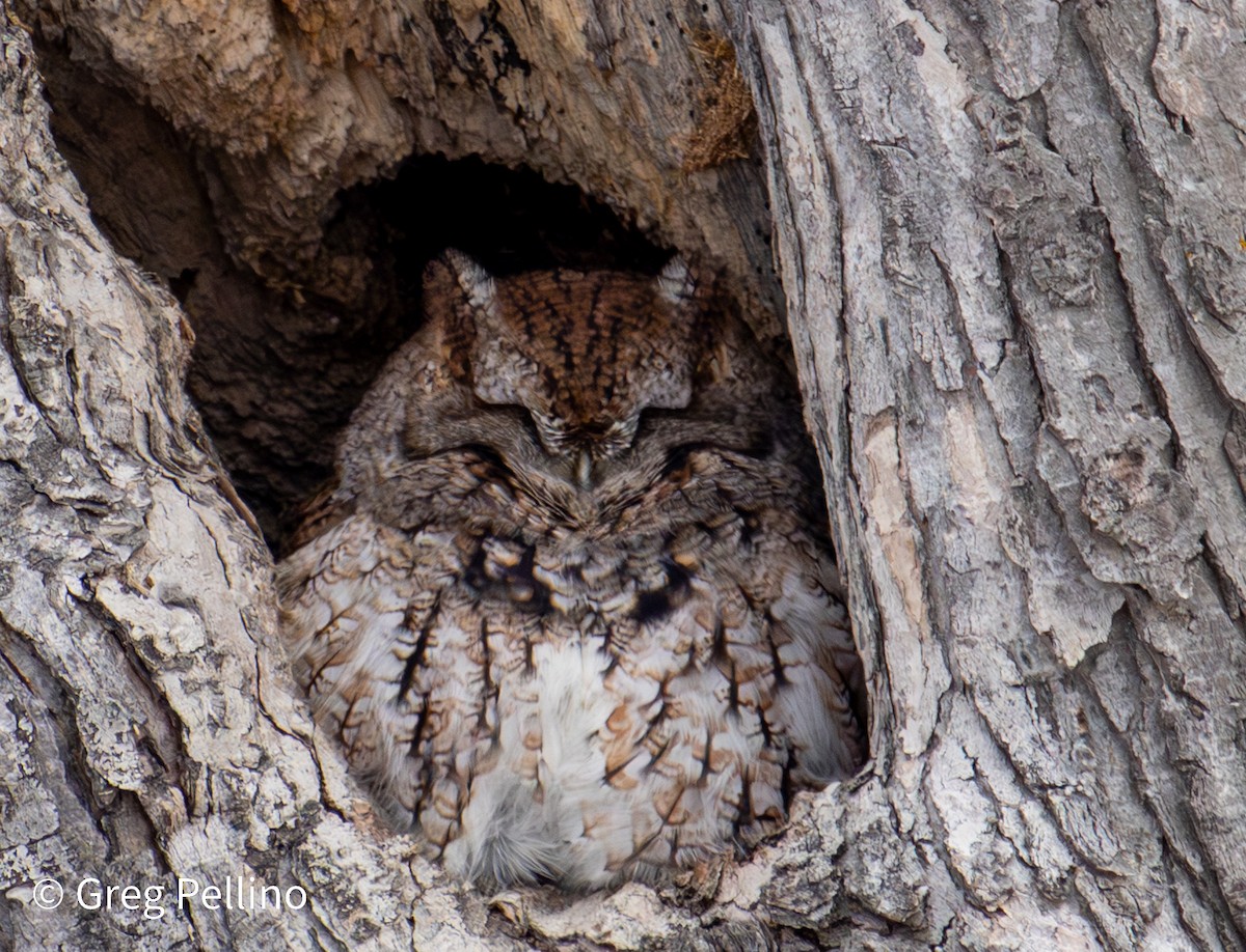 Eastern Screech-Owl - ML647381400
