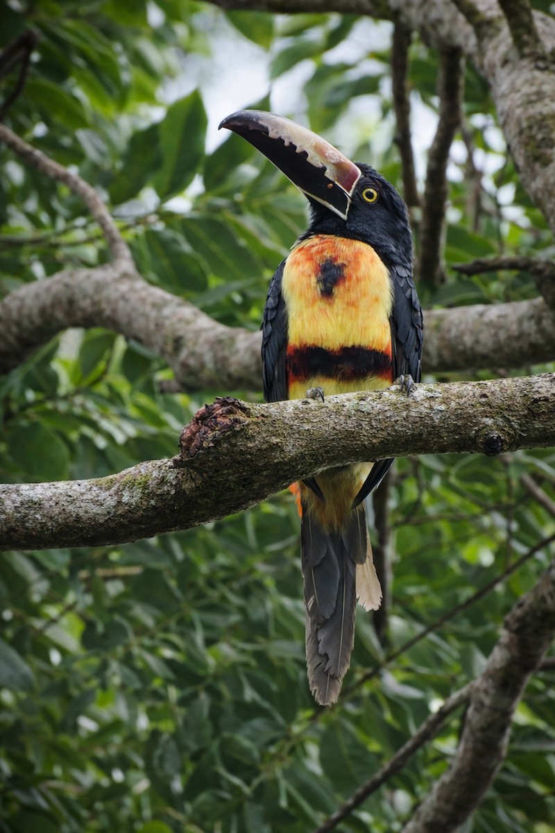 Araçari à collier - ML647381401