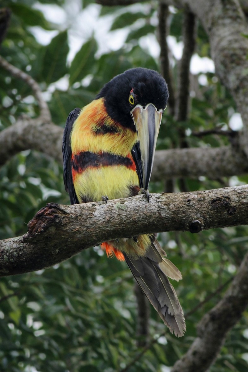 Araçari à collier - ML647381402