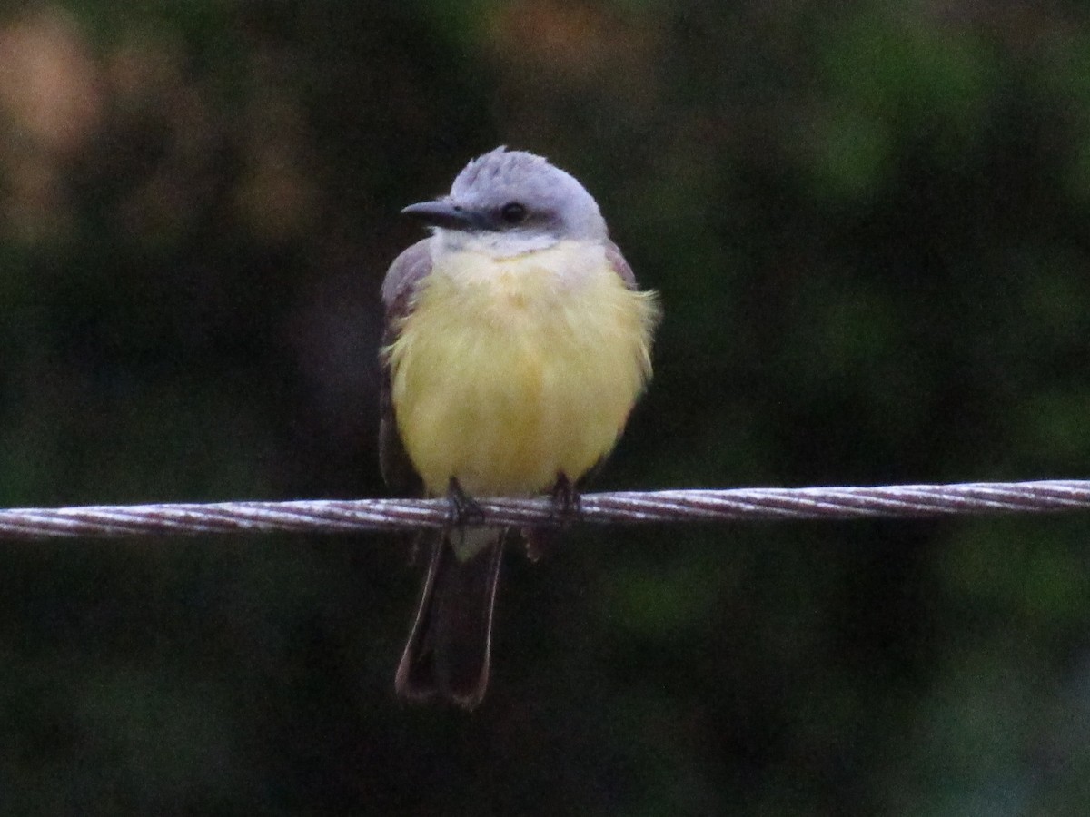White-throated Kingbird - ML647381411