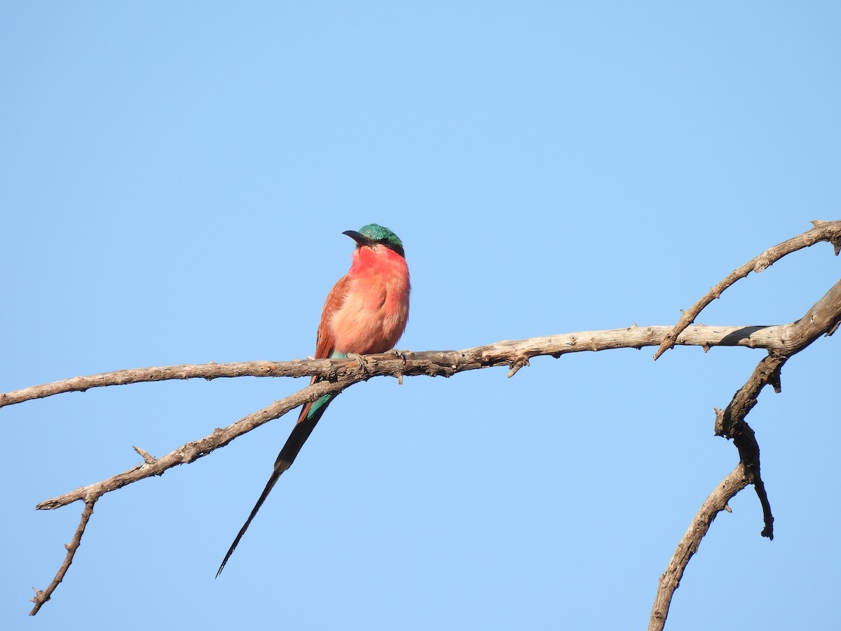 Southern Carmine Bee-eater - ML647381412
