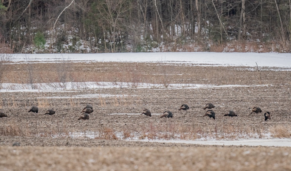 Yabani Hindi - ML647381422