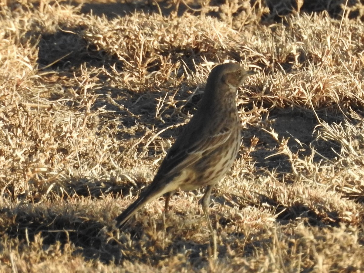 Sage Thrasher - ML647381430