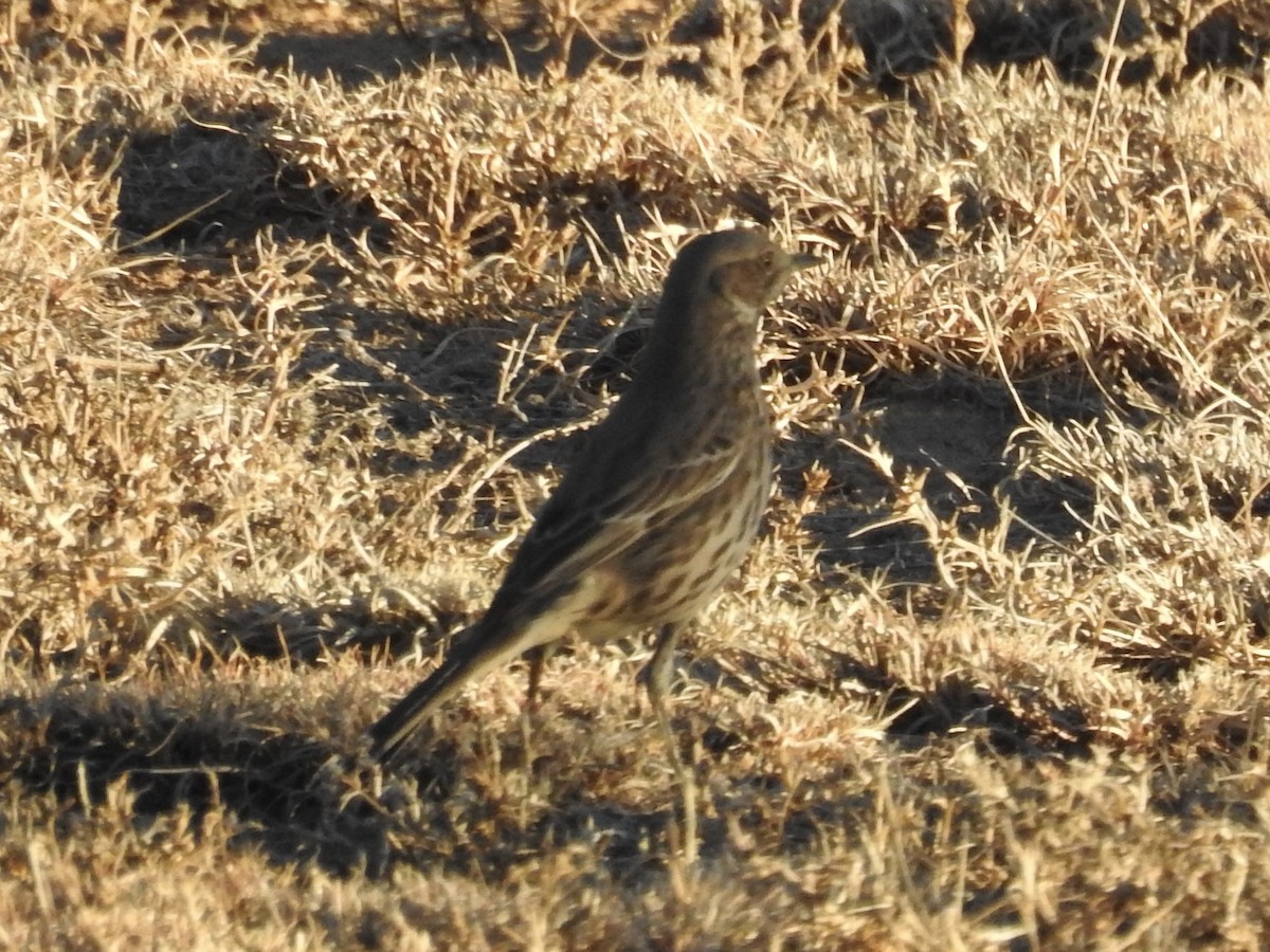 Sage Thrasher - ML647381431