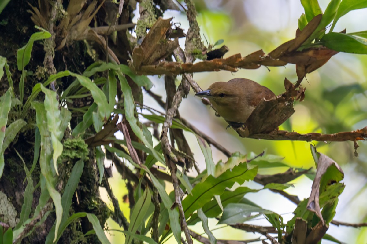 Russet Antshrike - ML647381437
