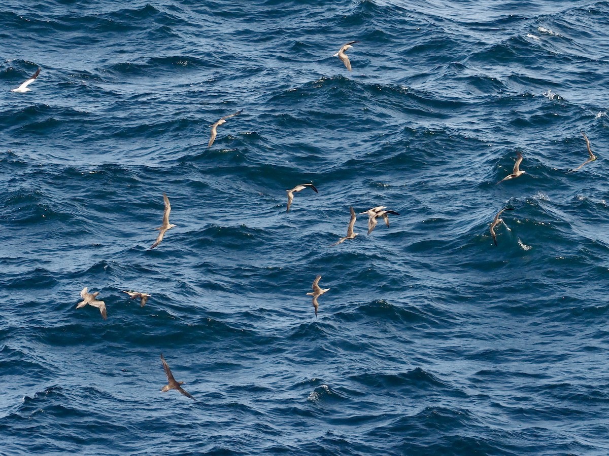 アカアシカツオドリ - ML647381439