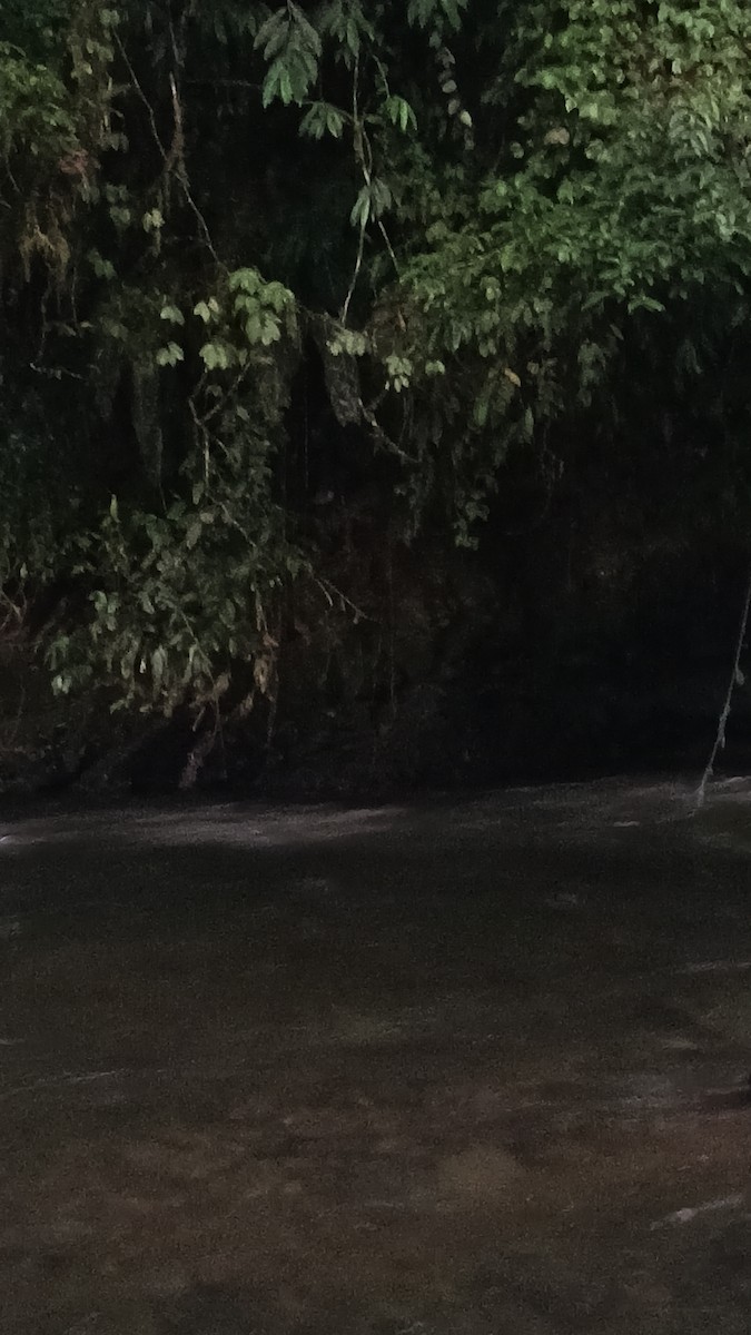 Torrent Duck - ML647381441