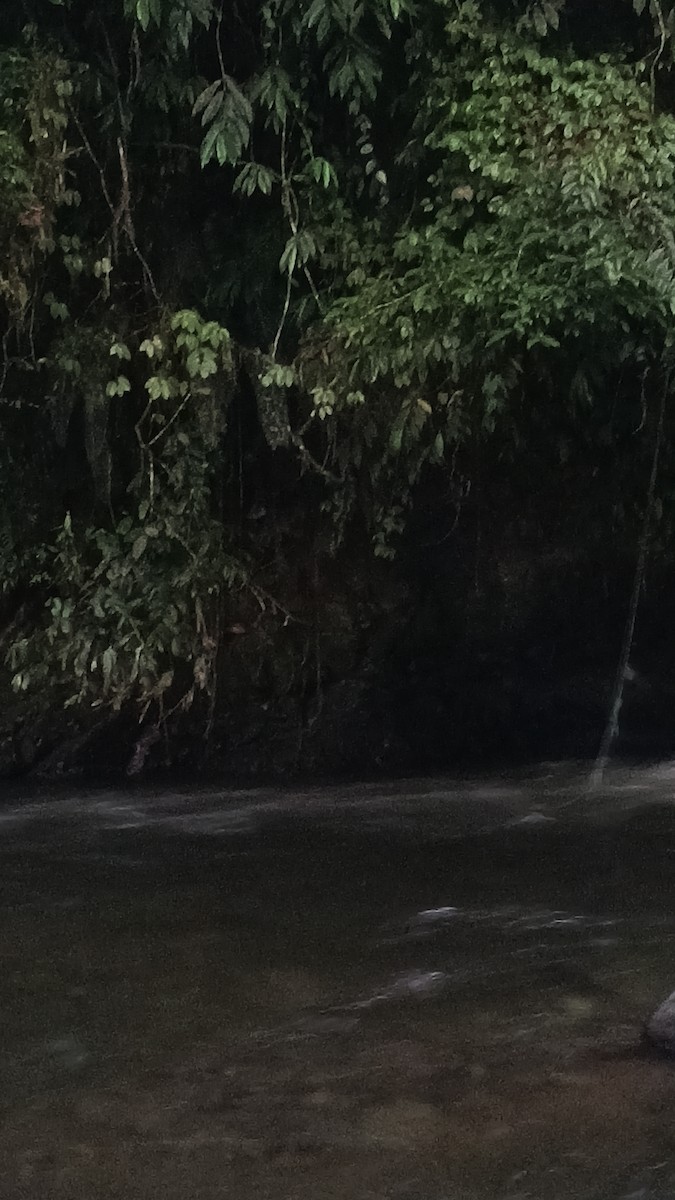 Torrent Duck - ML647381442