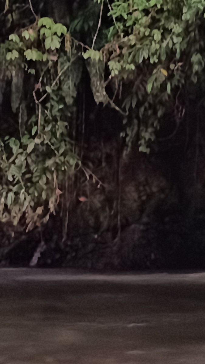 Torrent Duck - ML647381443