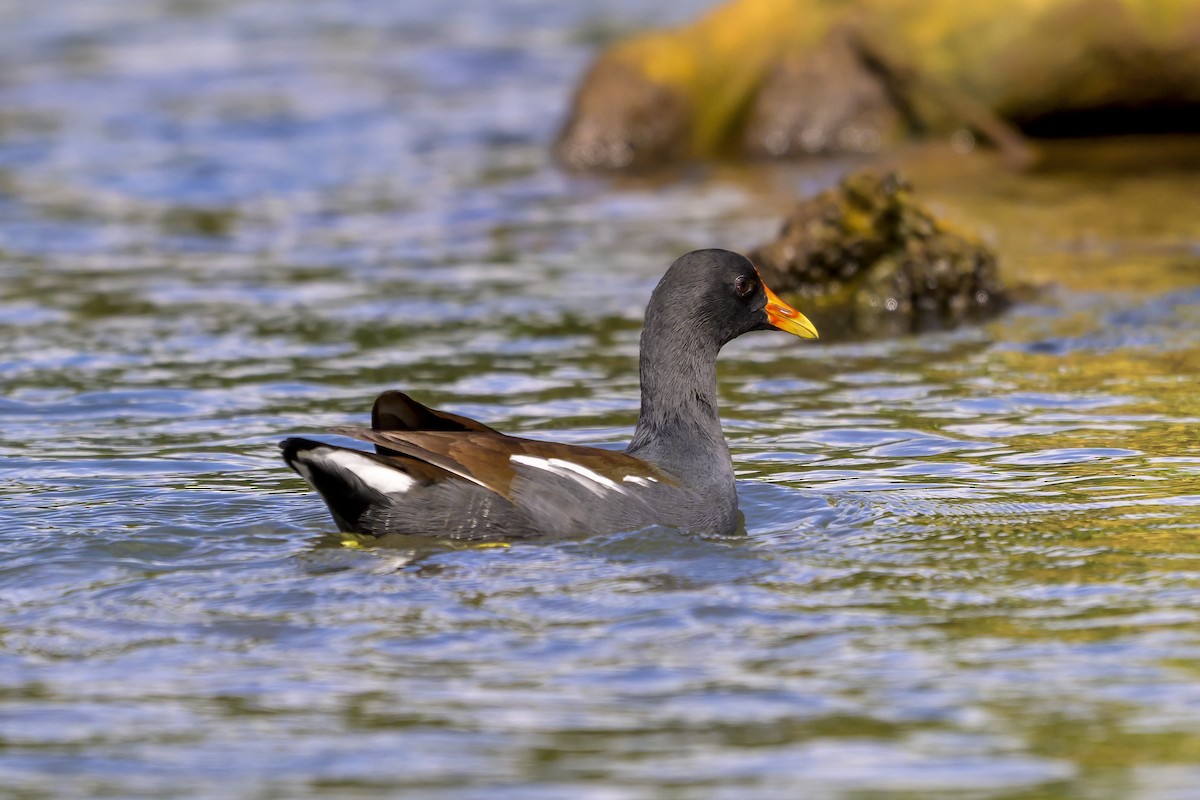 slípka americká - ML647381444