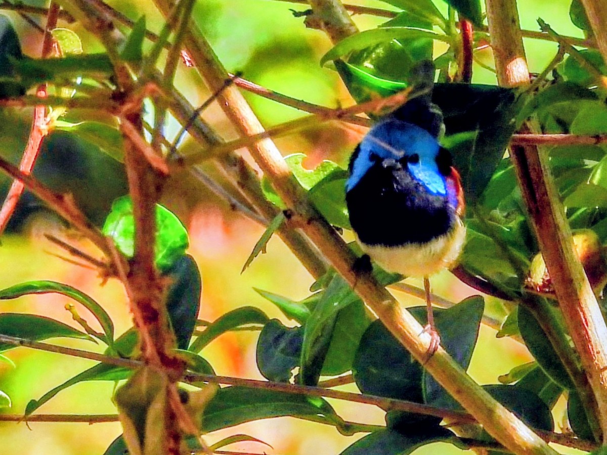 Variegated Fairywren - ML647381446