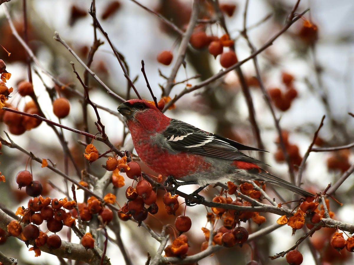 Hakengimpel - ML647381461