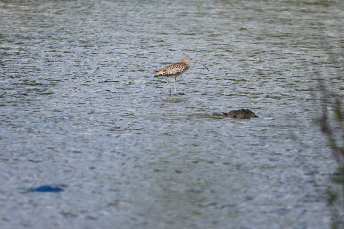 黦鷸 - ML647381469