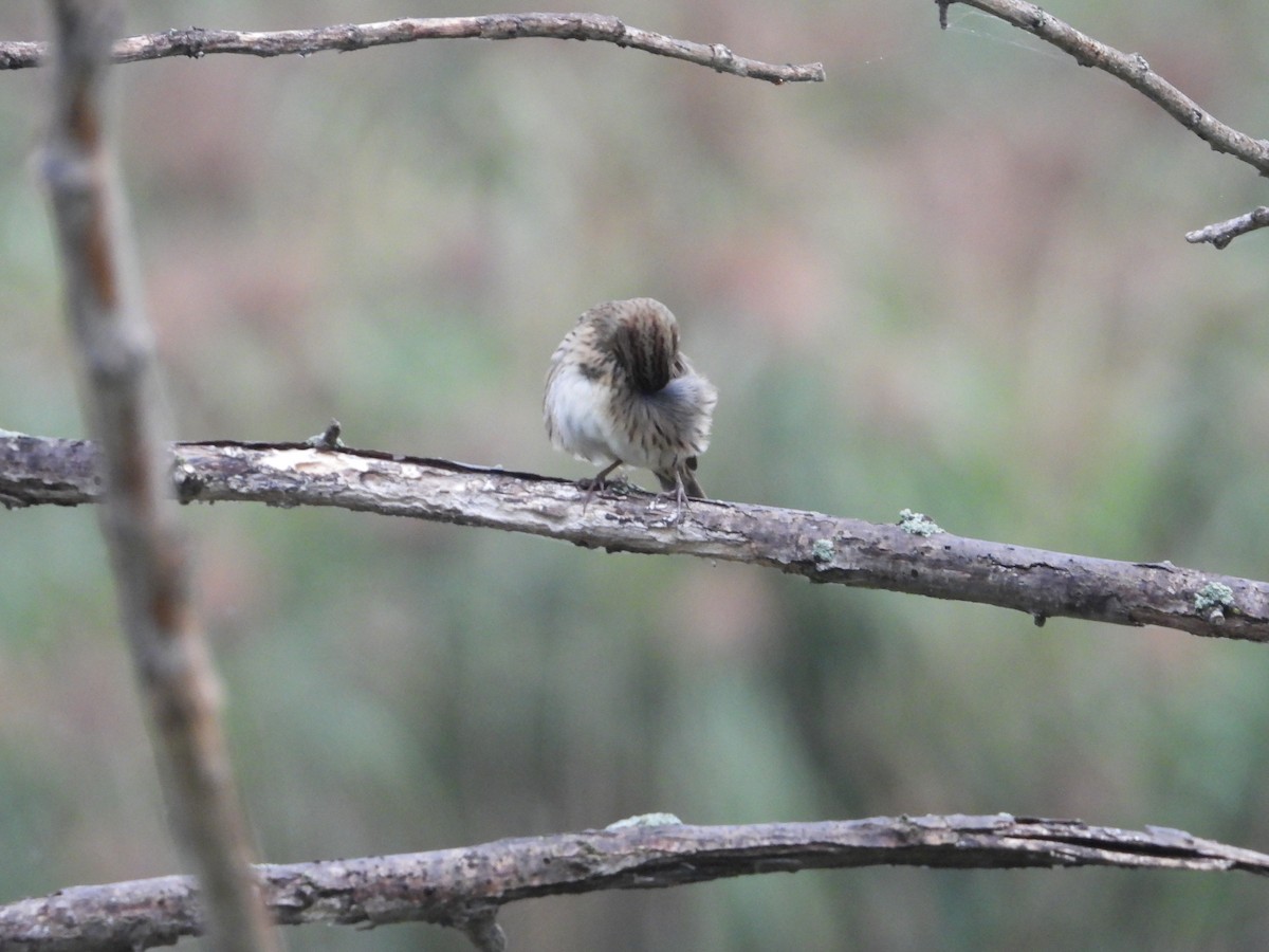 Lincoln's Sparrow - ML647381471