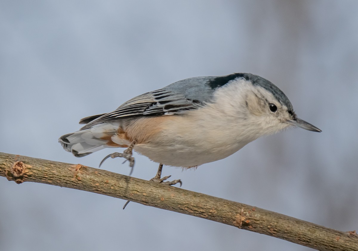 Beyaz Göğüslü Sıvacı - ML647381477