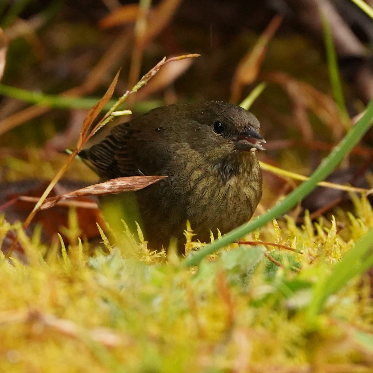 Slaty Finch - ML647381478