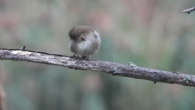 Пасовка вохриста - ML647381479