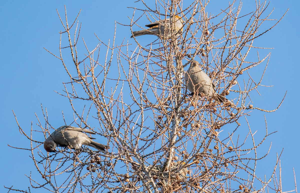 Tayga Çütresi - ML647381483