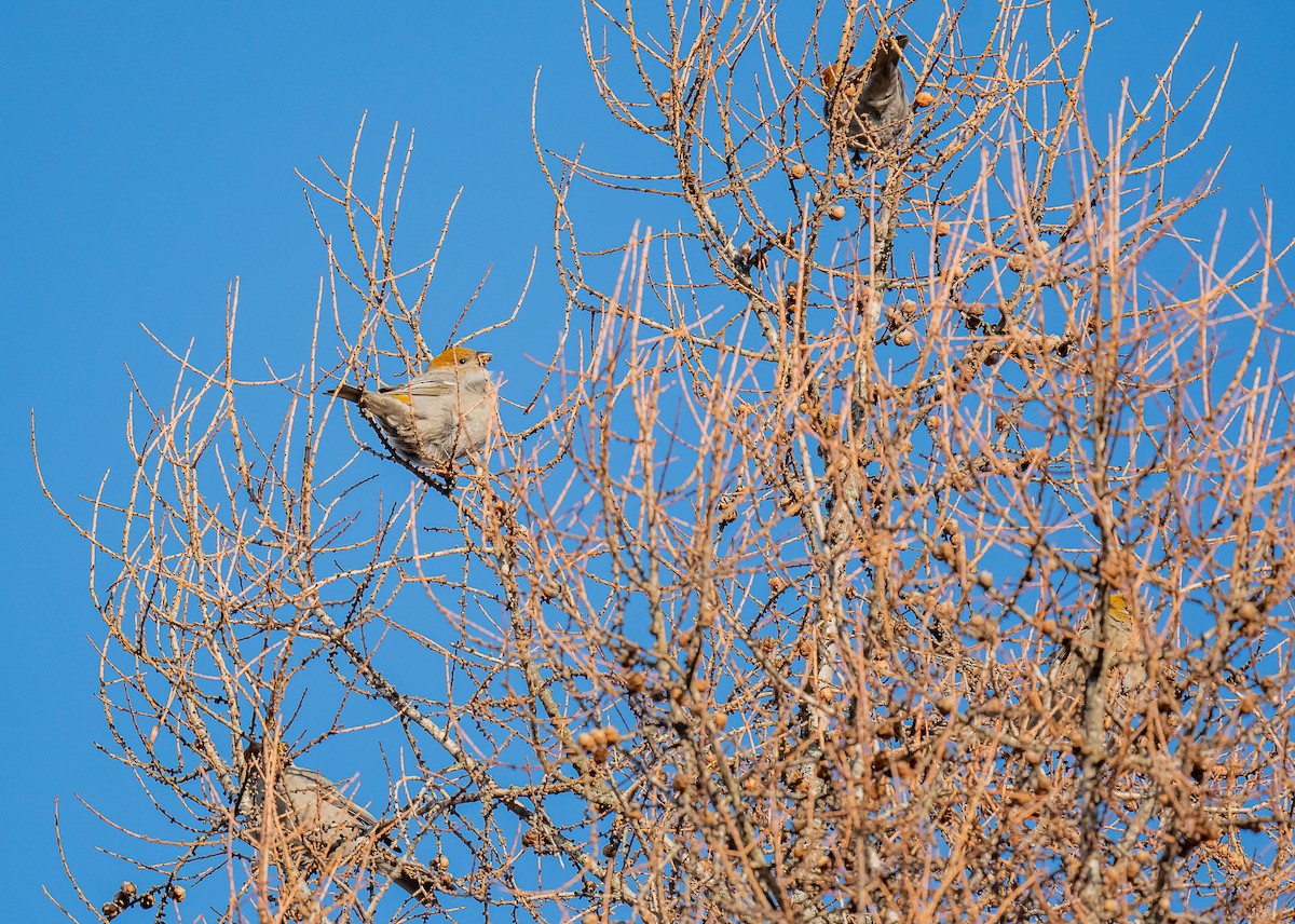 Tayga Çütresi - ML647381484