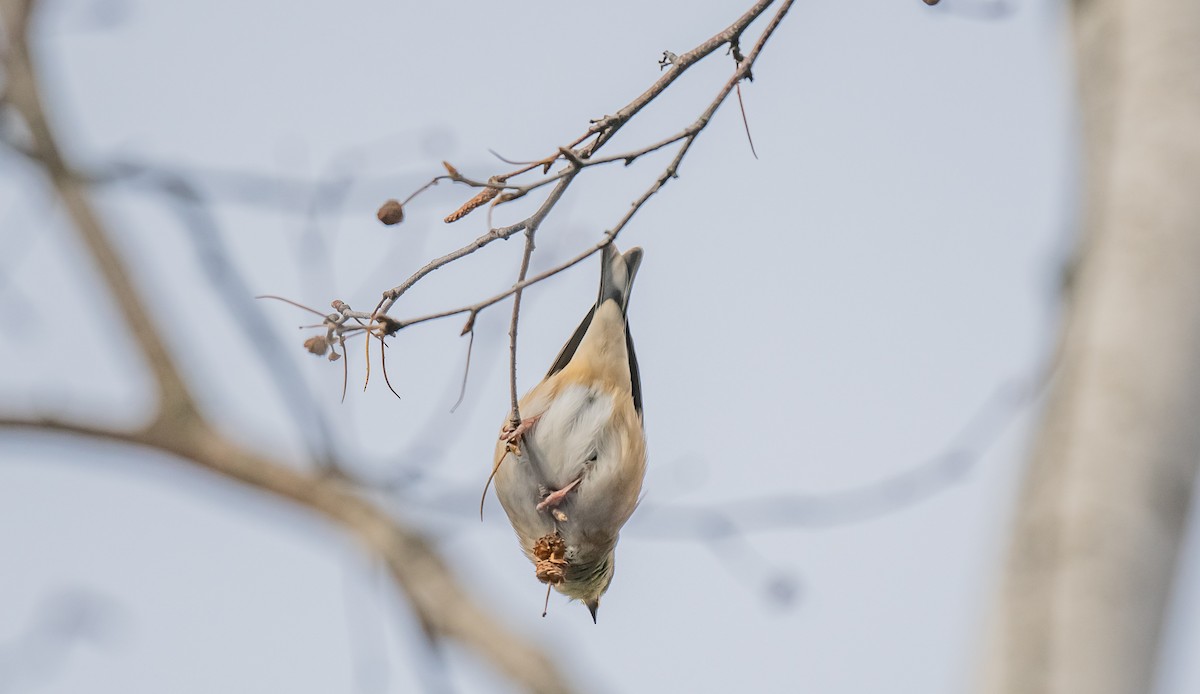 Altın İskete - ML647381498