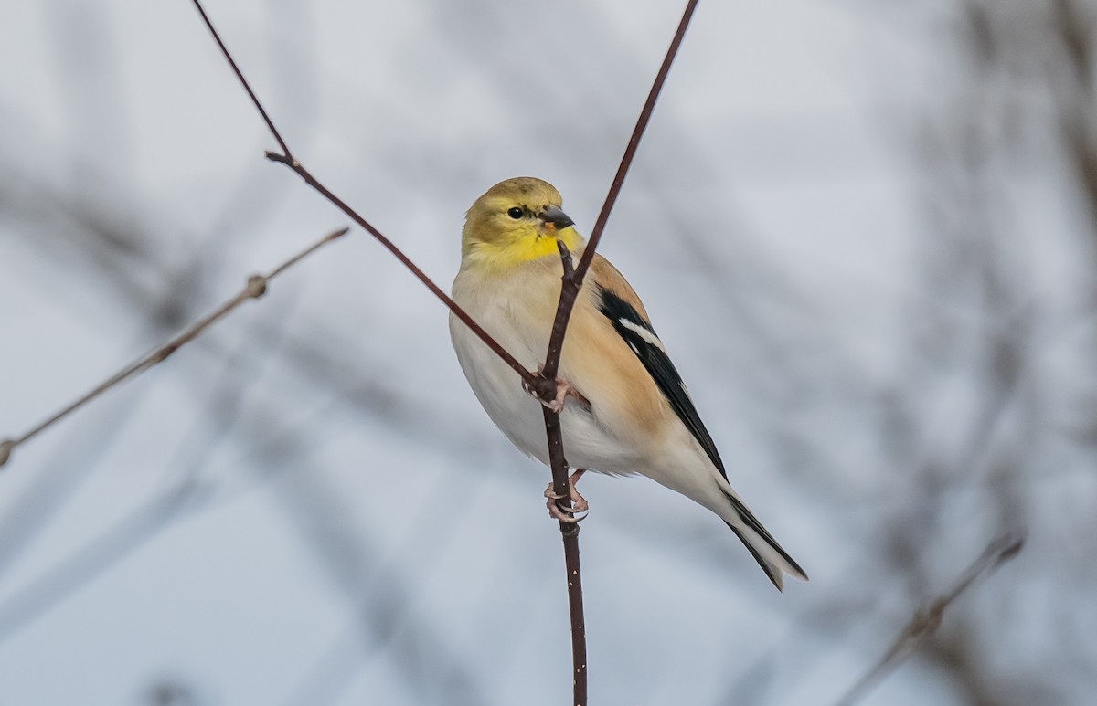 Altın İskete - ML647381499