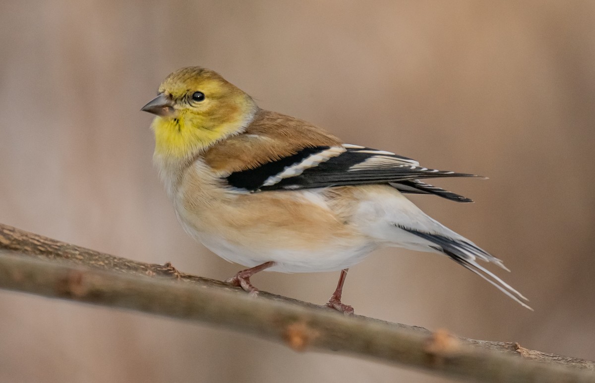 Altın İskete - ML647381500