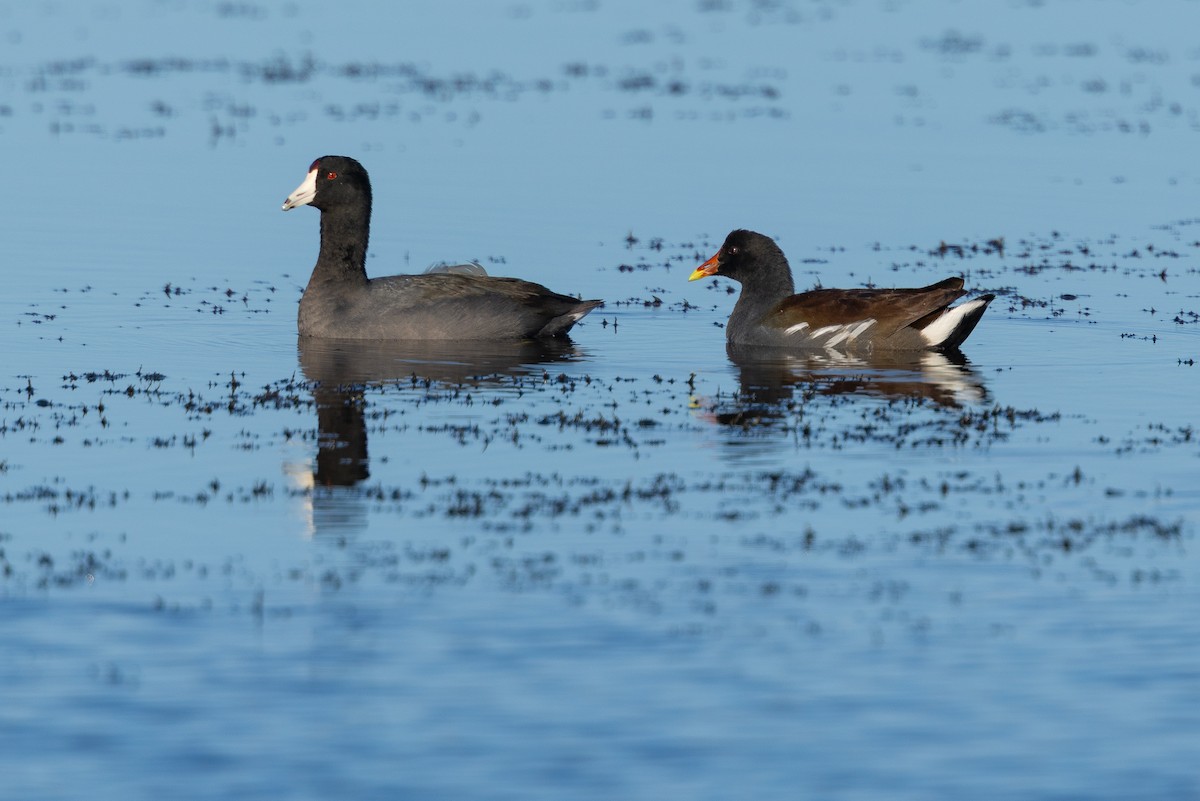 slípka americká - ML647381502