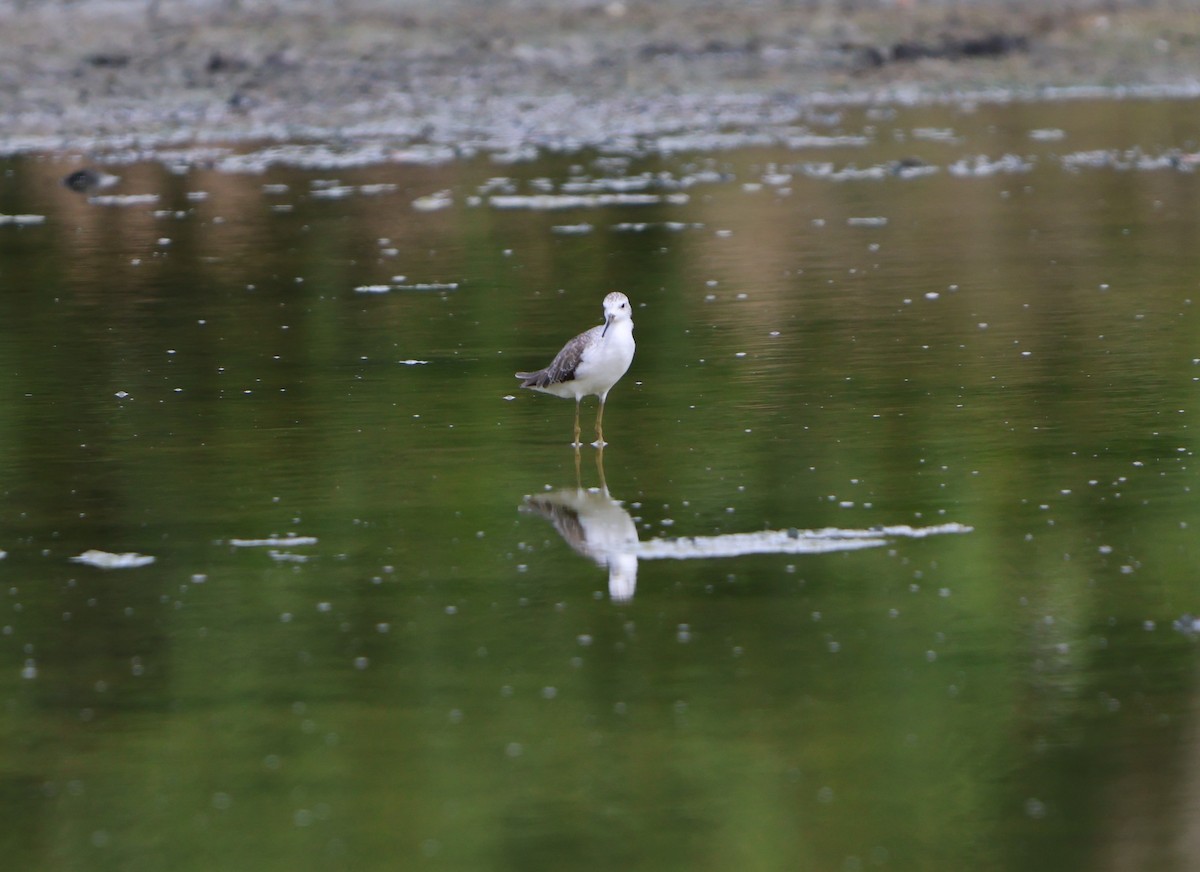 小青足鷸 - ML647381504