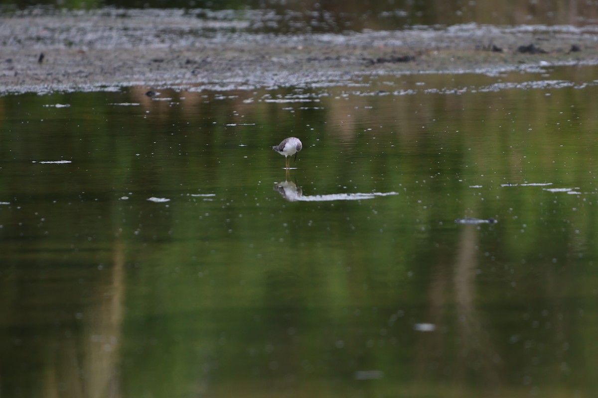 コアオアシシギ - ML647381505