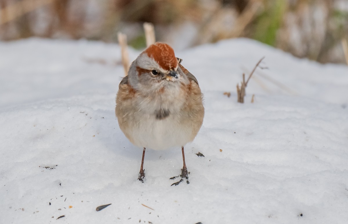 Hudson Körfezi Serçesi - ML647381506