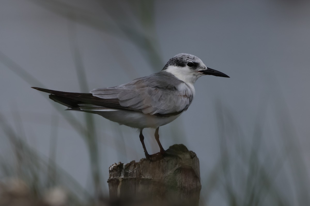 クロハラアジサシ - ML647381516