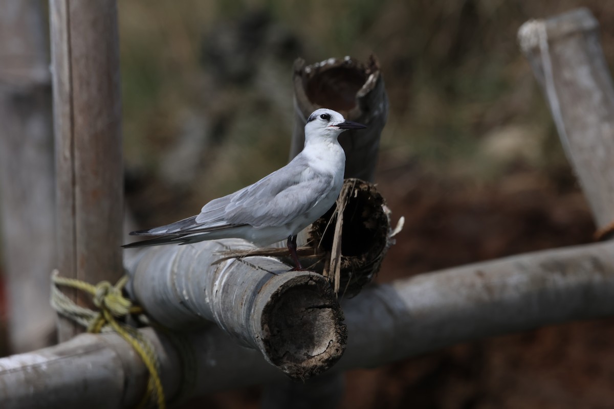 クロハラアジサシ - ML647381517