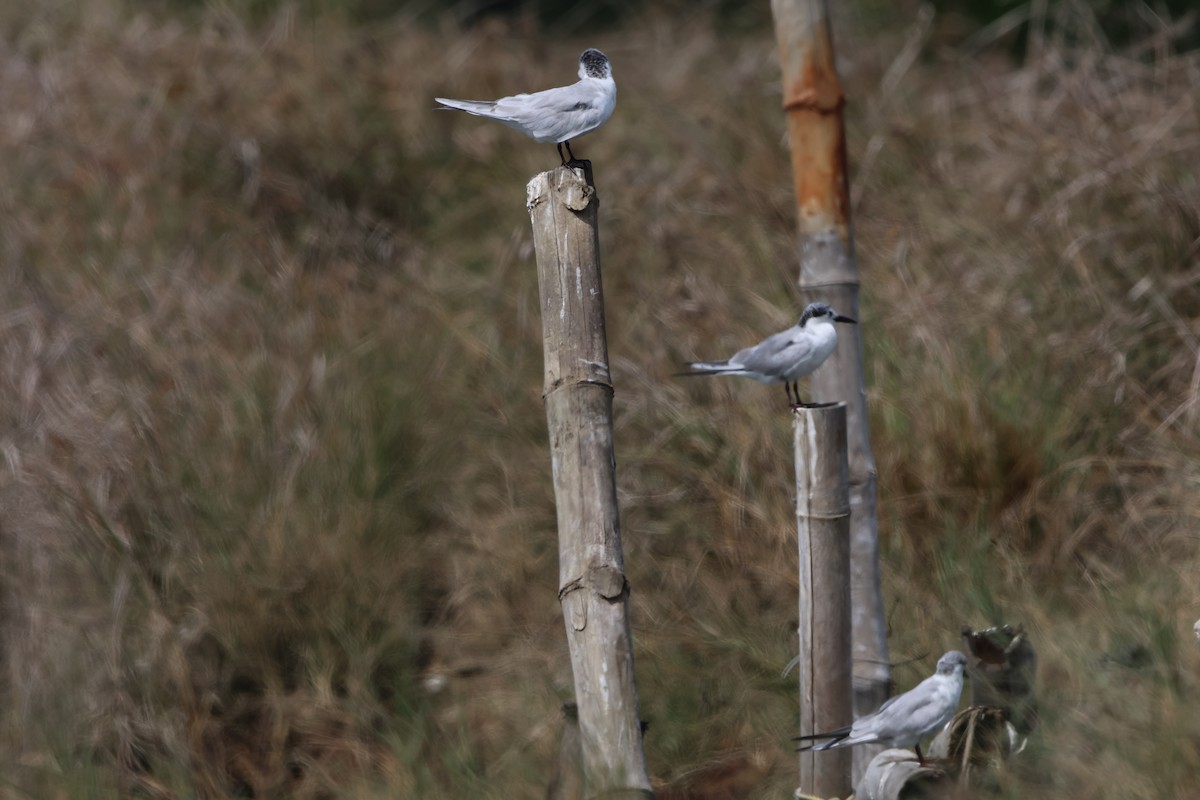 クロハラアジサシ - ML647381518