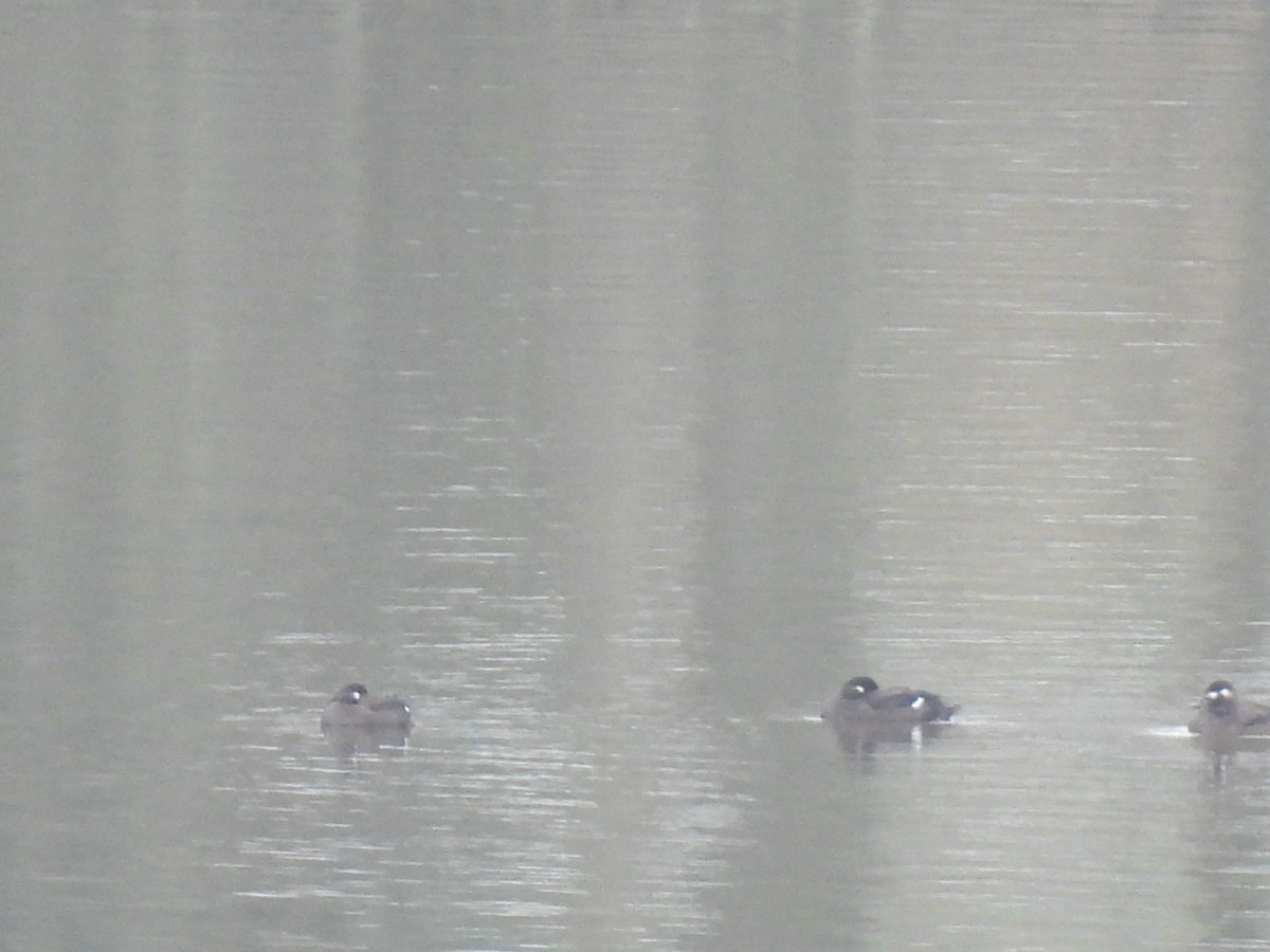 Samtente - ML647381520