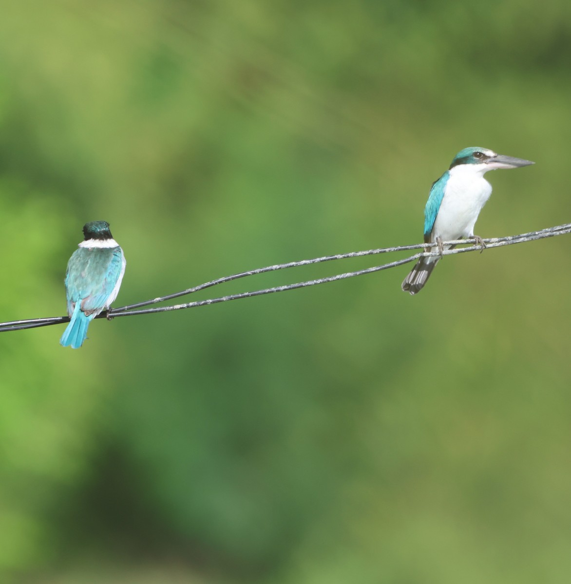 ナンヨウショウビン - ML647381536