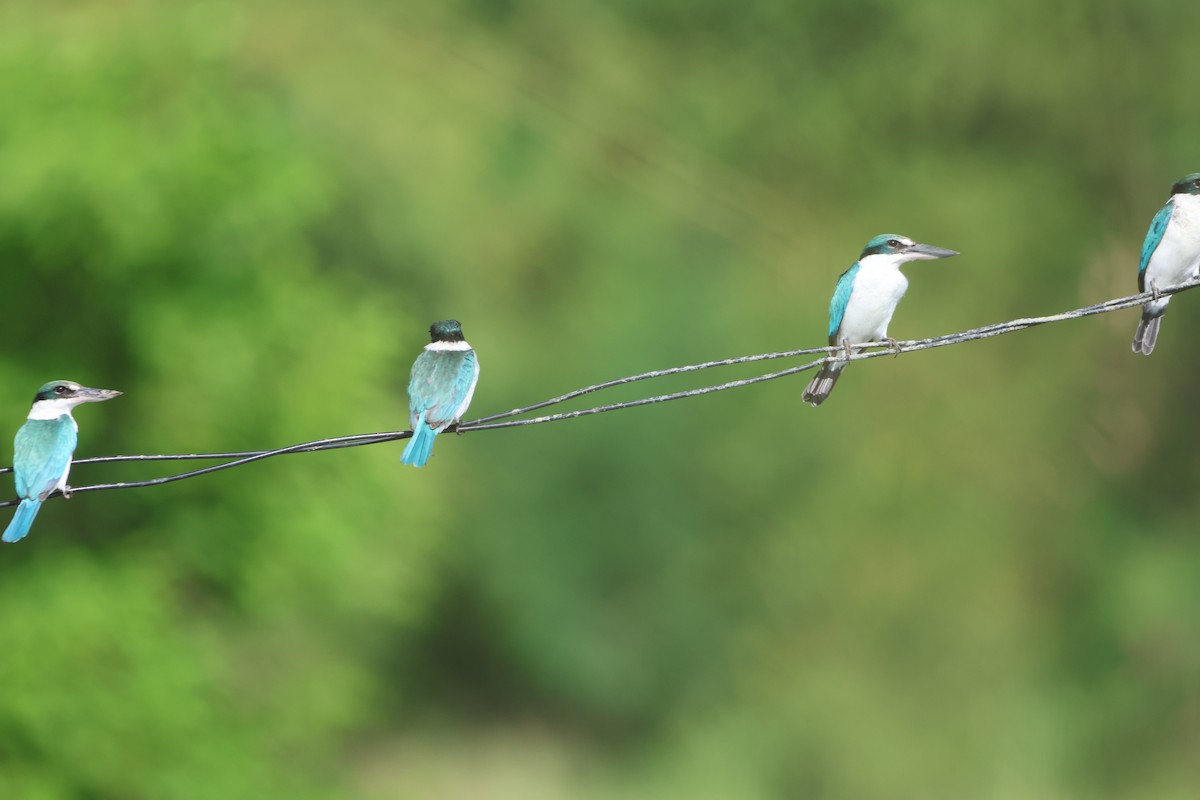 ナンヨウショウビン - ML647381537