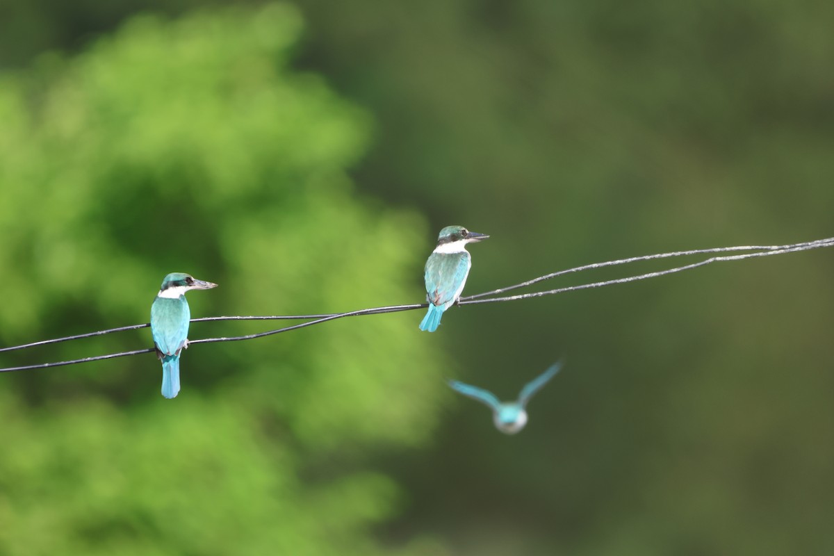 ナンヨウショウビン - ML647381538