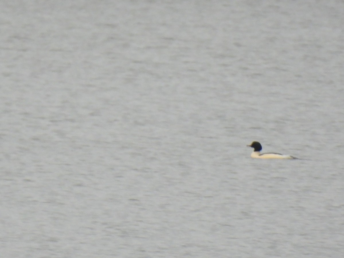 Gänsesäger - ML647381541